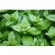 Borsmenta illóolaj 10 ml