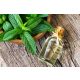 Borsmenta hidrolátum 100 ml